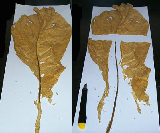 Dissect the leaf by first cutting the top 1/3 of the leaf (tip), and then remove the lamina from the midrib by cutting along both sides of the midrib from the remaining 2/3 of the leaf